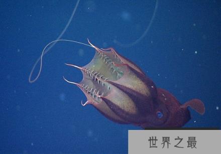 吸血鬼乌贼名不副实 变身海洋的垃圾处理器(图)