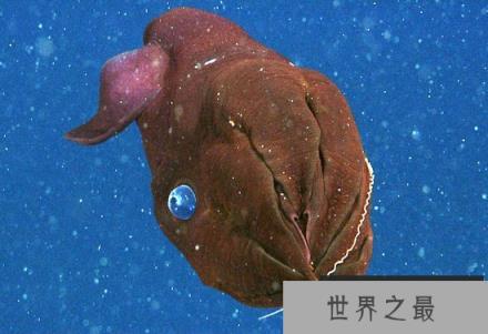 吸血鬼乌贼名不副实 变身海洋的垃圾处理器(图)