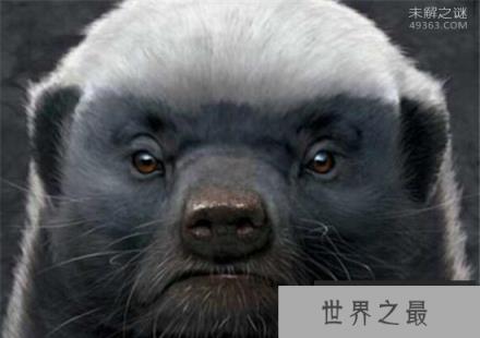 为什么蜜獾被叫做平头哥?平头哥十大战役