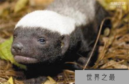 为什么蜜獾被叫做平头哥?平头哥十大战役