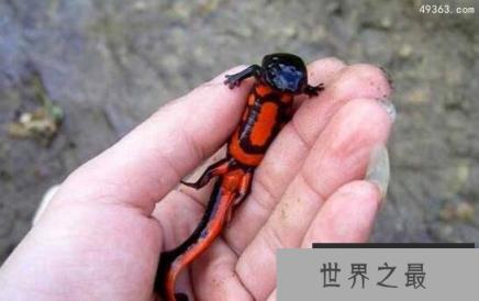 珍稀蝾螈现身重庆 腿被砍断三个月重新长出