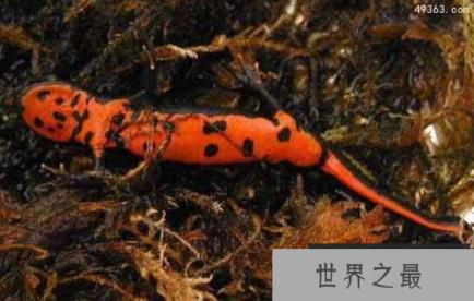 珍稀蝾螈现身重庆 腿被砍断三个月重新长出