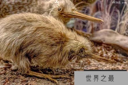 世界十大最忠贞的鸟，双角犀鸟相爱就相伴一生