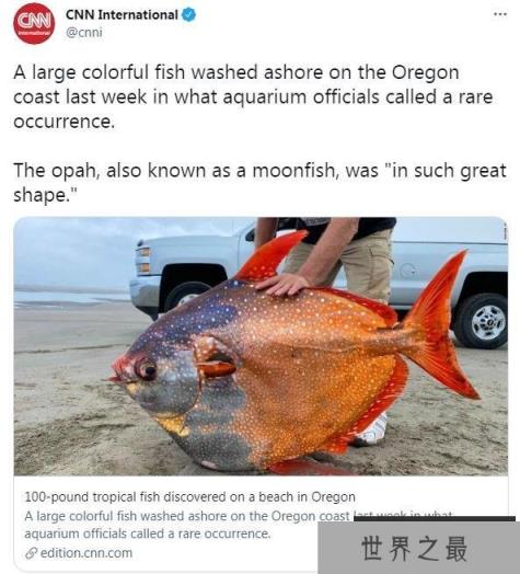 深海怪鱼被冲上沙滩，月亮鱼十分罕见