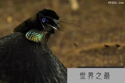 极乐鸟家族:世界上最漂亮的鸟类家族