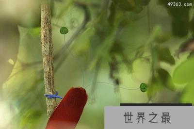 极乐鸟家族:世界上最漂亮的鸟类家族