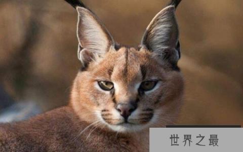 帕拉斯猫非常凶猛，世界十大凶猫榜上有名