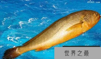 世界上最贵海鱼，蓝鳍金枪鱼贵到不可想象