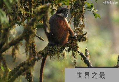 因人类猎杀走向灭绝的红疣猴数量还有多少？