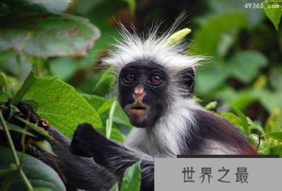 因人类猎杀走向灭绝的红疣猴数量还有多少？