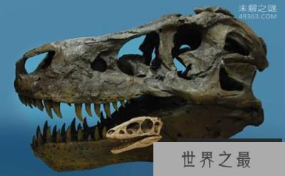 中国发现迷你霸王龙仅70公斤