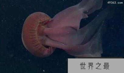 深海中的摄魂怪：冥河水母为什么那么恐怖