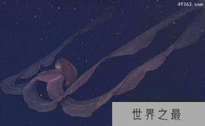 深海中的摄魂怪：冥河水母为什么那么恐怖