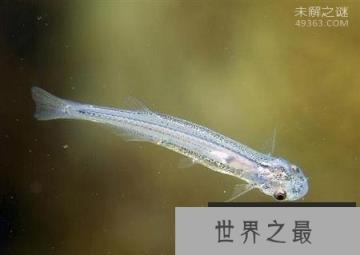 牙签鱼闻之丧胆：钻入人体内吸血吃人体组织