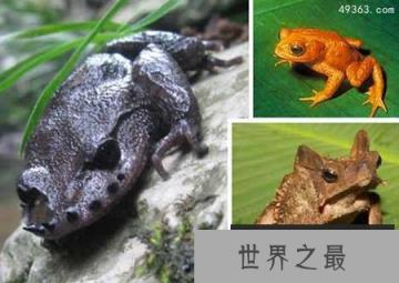奇异蟾蜍盘点：峨眉髭蟾嘴上长角 金蟾蜍灭绝 