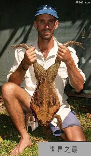 奇异蟾蜍盘点：峨眉髭蟾嘴上长角 金蟾蜍灭绝 