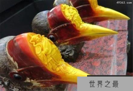 盔犀鸟脑壳被人类盯上，没有买卖就没有伤害