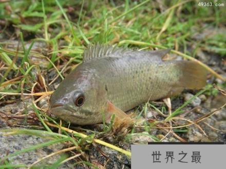 过山鲫不仅能翻山还能爬树，离水7天也能存活