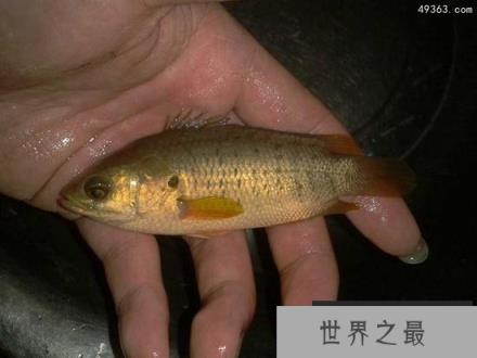 过山鲫不仅能翻山还能爬树，离水7天也能存活