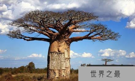 最古老生物盘点：巨大猴面包树可作监狱