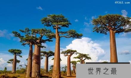 最古老生物盘点：巨大猴面包树可作监狱