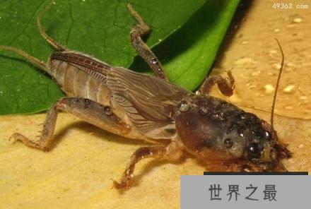 臭烘烘的蝼蛄竟是人间美味，富含十多种人体所需的氨基酸