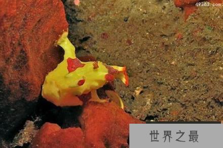 盘点十大最怪异海洋生物，我的深海恐惧症好了