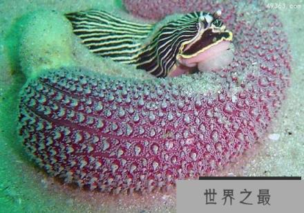 盘点十大最怪异海洋生物，我的深海恐惧症好了