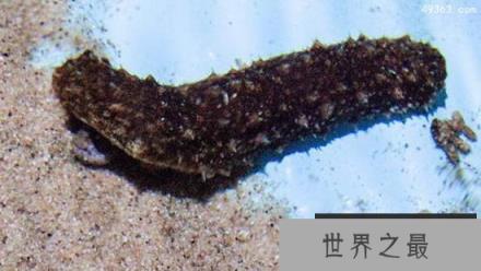 盘点十大最怪异海洋生物，我的深海恐惧症好了