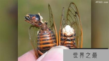 僵尸蝉，腹部都没了却还想着交配(被真菌操控)