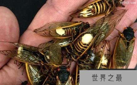 僵尸蝉，腹部都没了却还想着交配(被真菌操控)