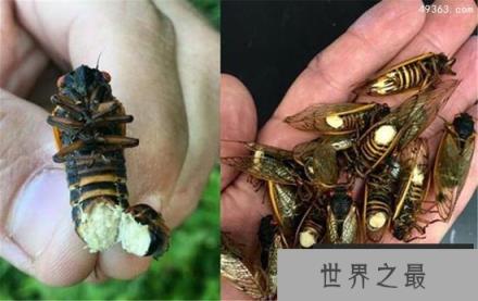 僵尸蝉，腹部都没了却还想着交配(被真菌操控)