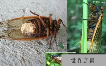 僵尸蝉，腹部都没了却还想着交配(被真菌操控)