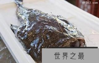 深海奇闻：霍氏鮟鱇鱼终身“吃软饭”