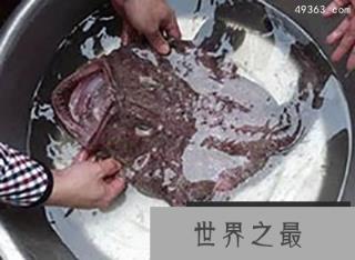 深海奇闻：霍氏鮟鱇鱼终身“吃软饭”