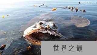 深海奇闻：霍氏鮟鱇鱼终身“吃软饭”
