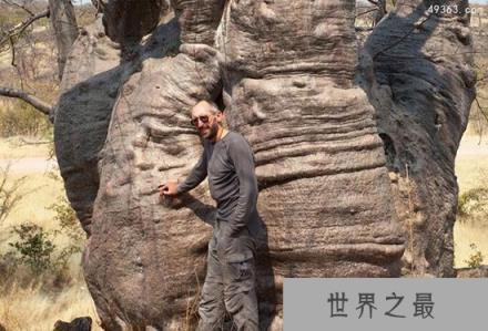 最古老生物盘点：巨大猴面包树可作监狱