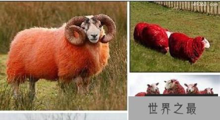 罕见的十大红色动物，红绵羊真的存在吗？（科学染色）