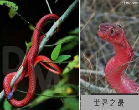 罕见的十大红色动物，红绵羊真的存在吗？（科学染色）