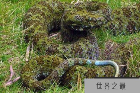 中国独有的莽山烙铁头蛇(价值百万)，全国就500条左右