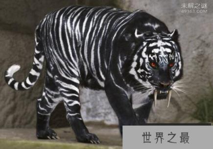 黑蓝虎竟在北京密云发现过?黑蓝虎是否真实存在