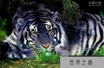 黑蓝虎竟在北京密云发现过?黑蓝虎是否真实存在