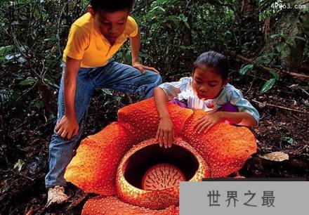 大王花图片来了，大王花不会吃人非常臭