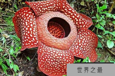 大王花图片来了，大王花不会吃人非常臭