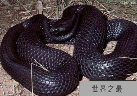 黑虎蛇，攻击性极强毒液的成分及其复杂