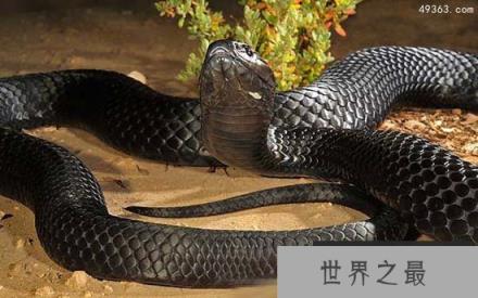 黑虎蛇，攻击性极强毒液的成分及其复杂