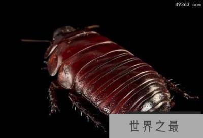 犀牛蟑螂被称为蟑螂中的挖掘机(智商极高)