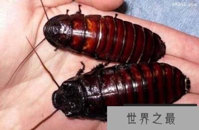 犀牛蟑螂被称为蟑螂中的挖掘机(智商极高)