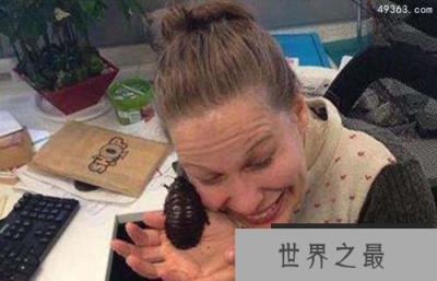 犀牛蟑螂被称为蟑螂中的挖掘机(智商极高)