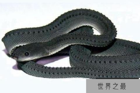 世界上最罕见最珍稀的蛇：爪哇闪皮蛇最像龙的蛇
